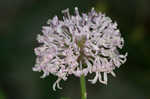 Puffballs